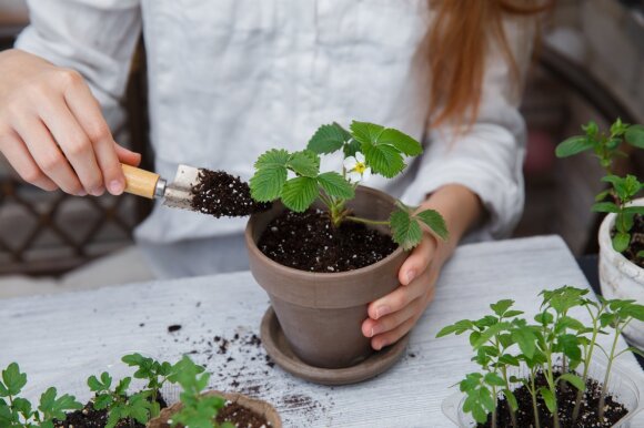 Plant transplantation