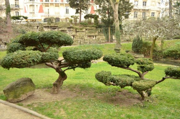 Dažnai tokie lauke augantys augalai taip pat vadinami bonsai, bet iš tiesų tai yra formuojami augalai. Nuotraukoje - kukmedžiai.