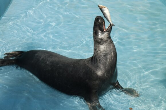 Lithuania Zoo