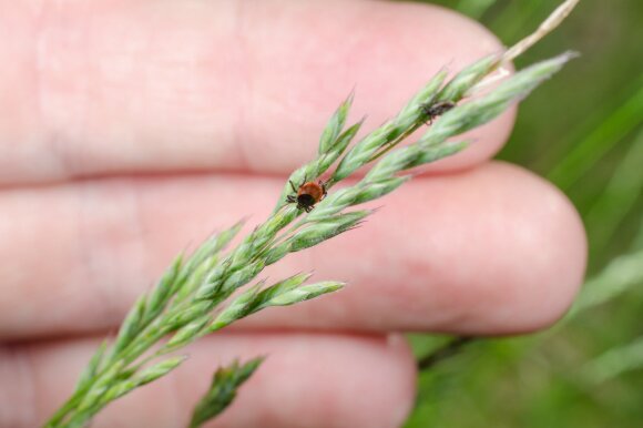 Doctors warn that you can get tick-borne encephalitis and Lyme disease at the same time