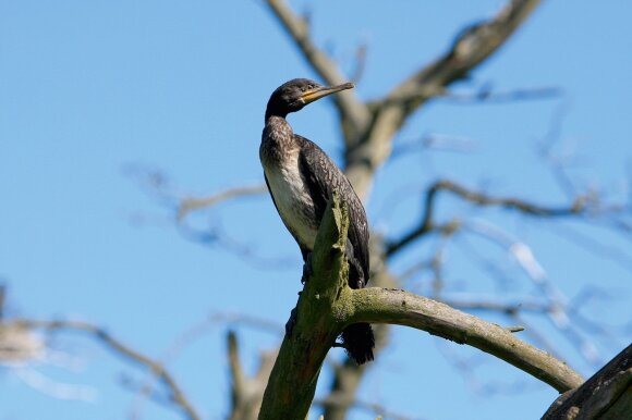   The Great Cormorant 