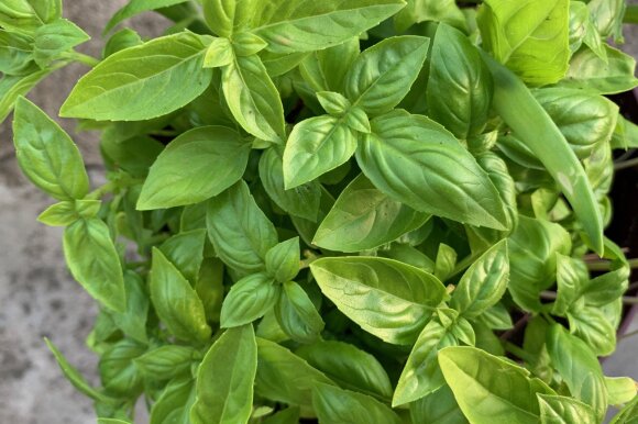 Spices and vegetables are grown on the balcony.