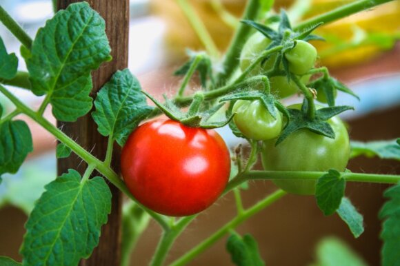 Pomidorų auginimas balkone