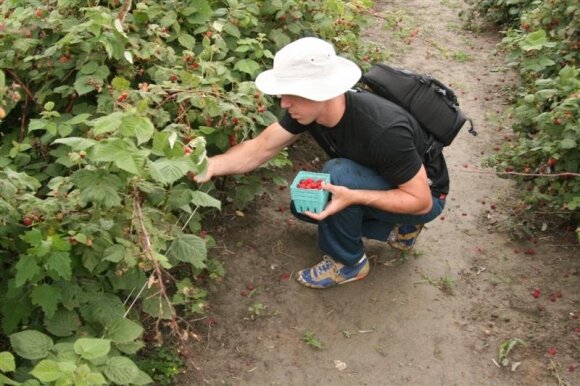 Farms ready to hire seasonal workers: in addition to education, you can earn 900 euros 