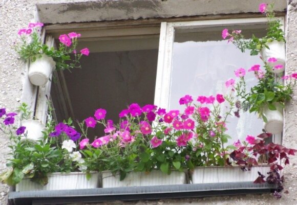 Balkono gėlės