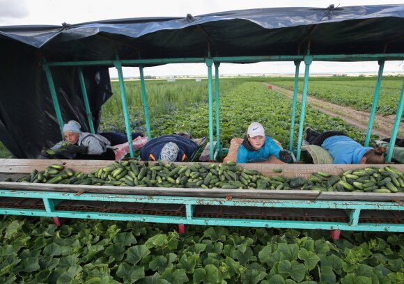 Belarusian agriculture