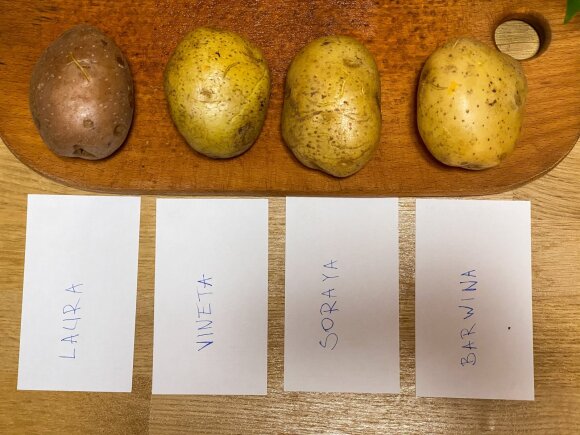 Potato species