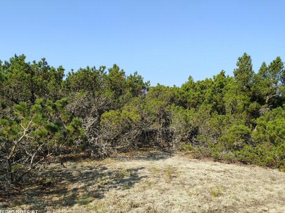 Mountain pine supports