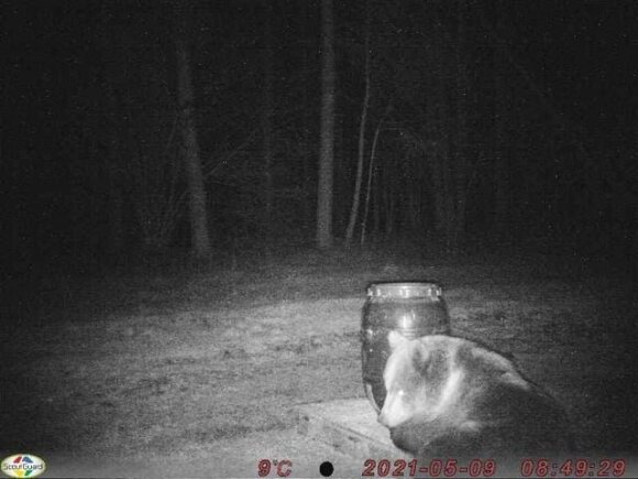 Bear in Aukštaitija National Park