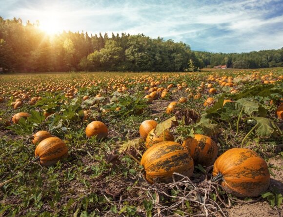 Pumpkins and their oils