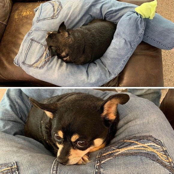 Šis šunelis mėgsta miegoti ant savo šeimininkės kojų, todėl iš savo senų džinsų ji pagamino jam jaukų gultą, kuriame gyvūnas ramiai ilsisi šeimininkei būnant darbe. 