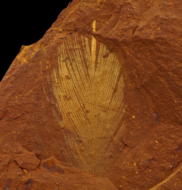 Paleontologai aptiko apie Australijos vietovėse klestėjusias gyvybės formas bylojančių ženklų. Michael Frese nuotr.