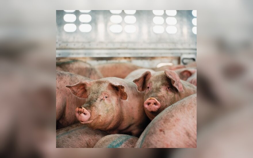Kiaulių augintojai purtosi biodujų jėgainių prievolės