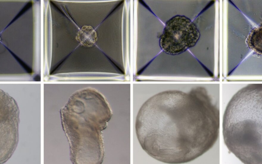 Dirbtiniai pelių embrionai. Weizmann Institute nuotr.