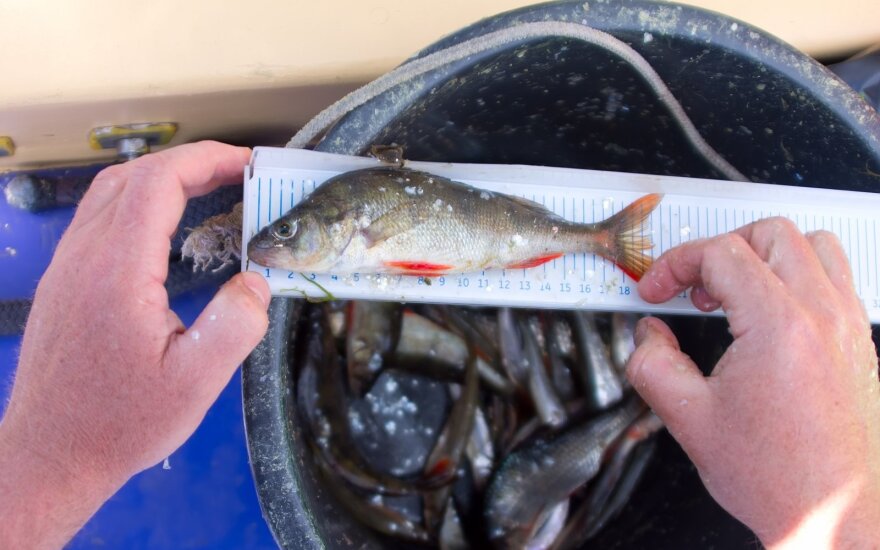 Už sugautas mažesnes nei leidžiama žuvis – beveik 800 eurų bauda: žvejams primena, kokio dydžio jas reikia paleisti