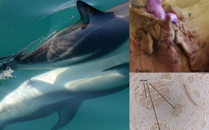 Delfinių kūnus ištyrinėję mokslininkai aptiko funkcionuojantį klitorį. Patricia Brennan/Dara Orbach nuotr.