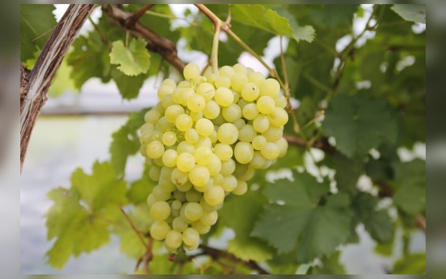 Vynuogių Augintojas Sako Kad Si Vasara Jam Buvo Ideali Bet Pelna Atnesė Kitos Uogos Delfi Agro