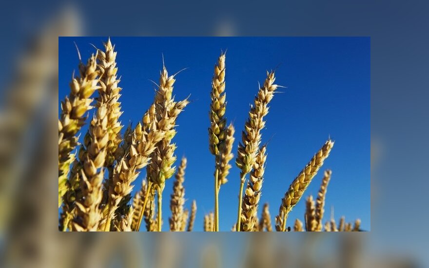 Lithuania's Linas Agro granted 30-million loan to expand in Latvia