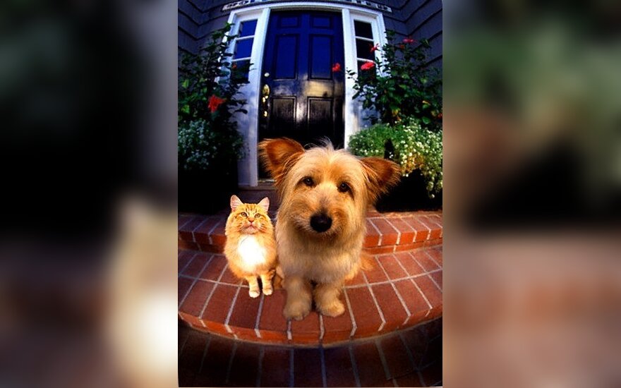 Šuo ir katė