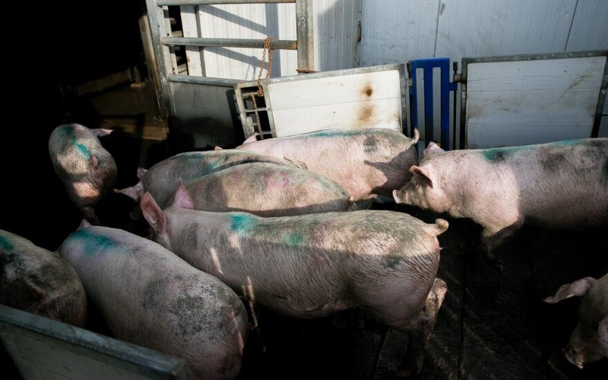 Dėl afrikinio kiaulių maro Lenkija prevenciškai išskers apie 181 tūkst. kiaulių