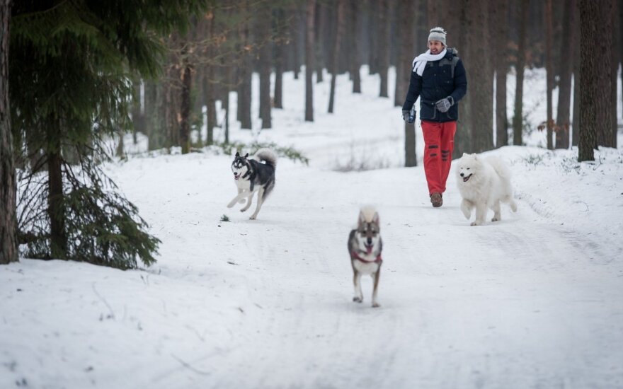 Didžiausi mitai apie šunis žiemą
