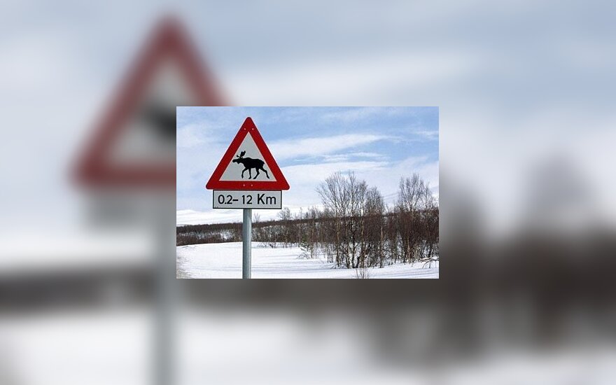 Įspėjama saugotis laukinių žvėrių keliuose
