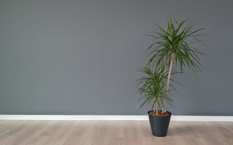 Sausas patalpų oras: gerą mikroklimatą namuose gali užtikrinti kambariniai augalai