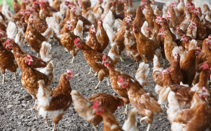 Etiškiau užauginta paukštiena „Lidl“ parduotuvėse – kokios yra viščiukų gyvenimo sąlygos?
