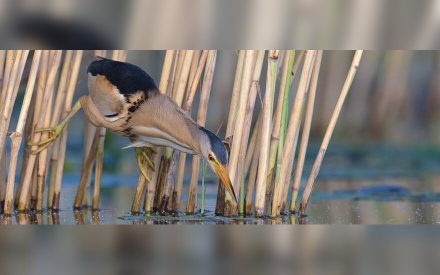 Paskelbti Geriausi Gamtos Fotografų Darbai Grynas Lt