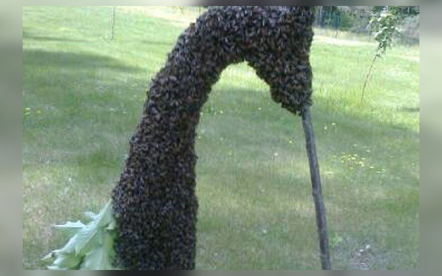 Bičių spiečius