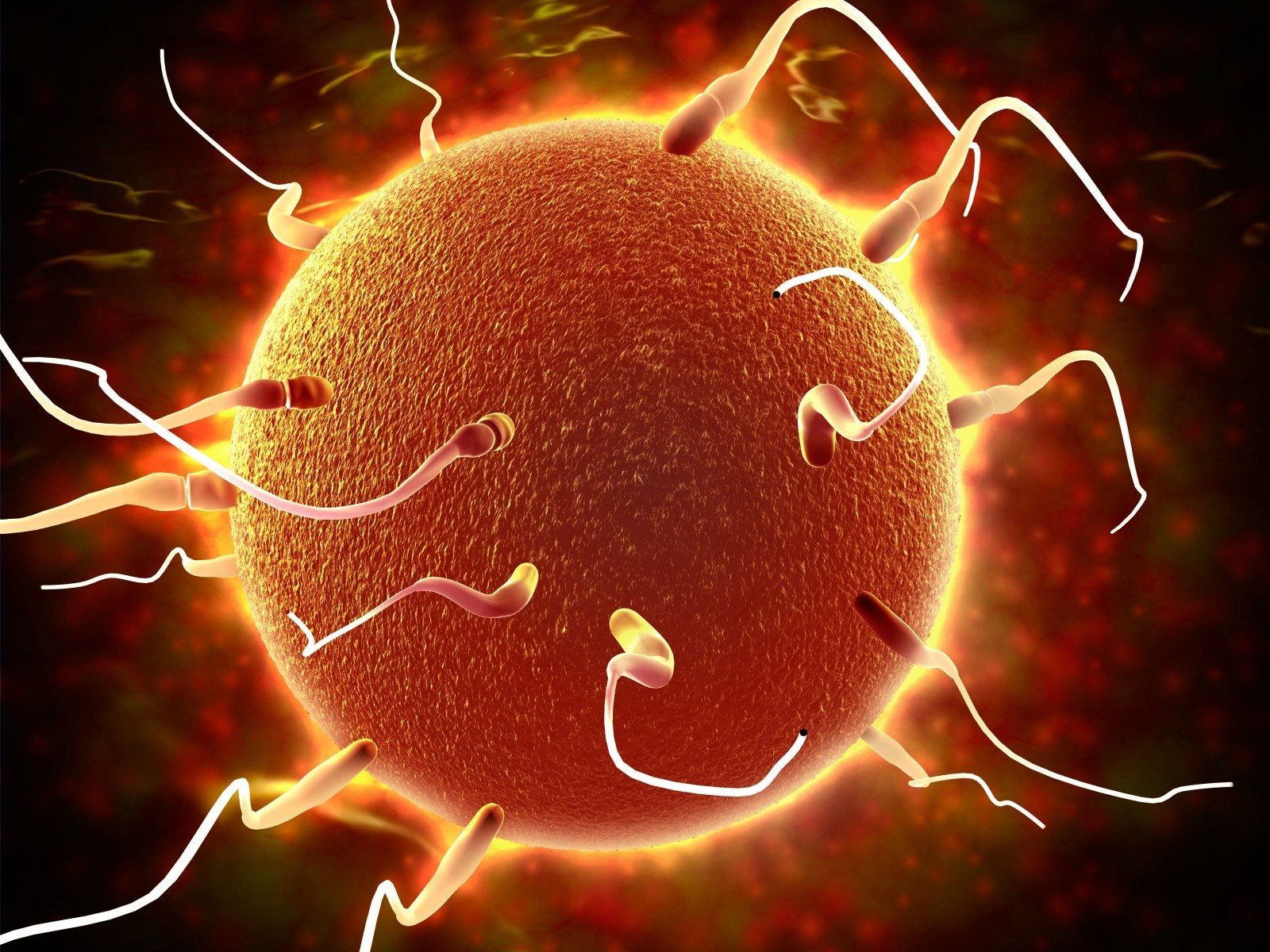 10 faktų, kurių nežinojote apie spermatozoidus - DELFI Gyvenimas