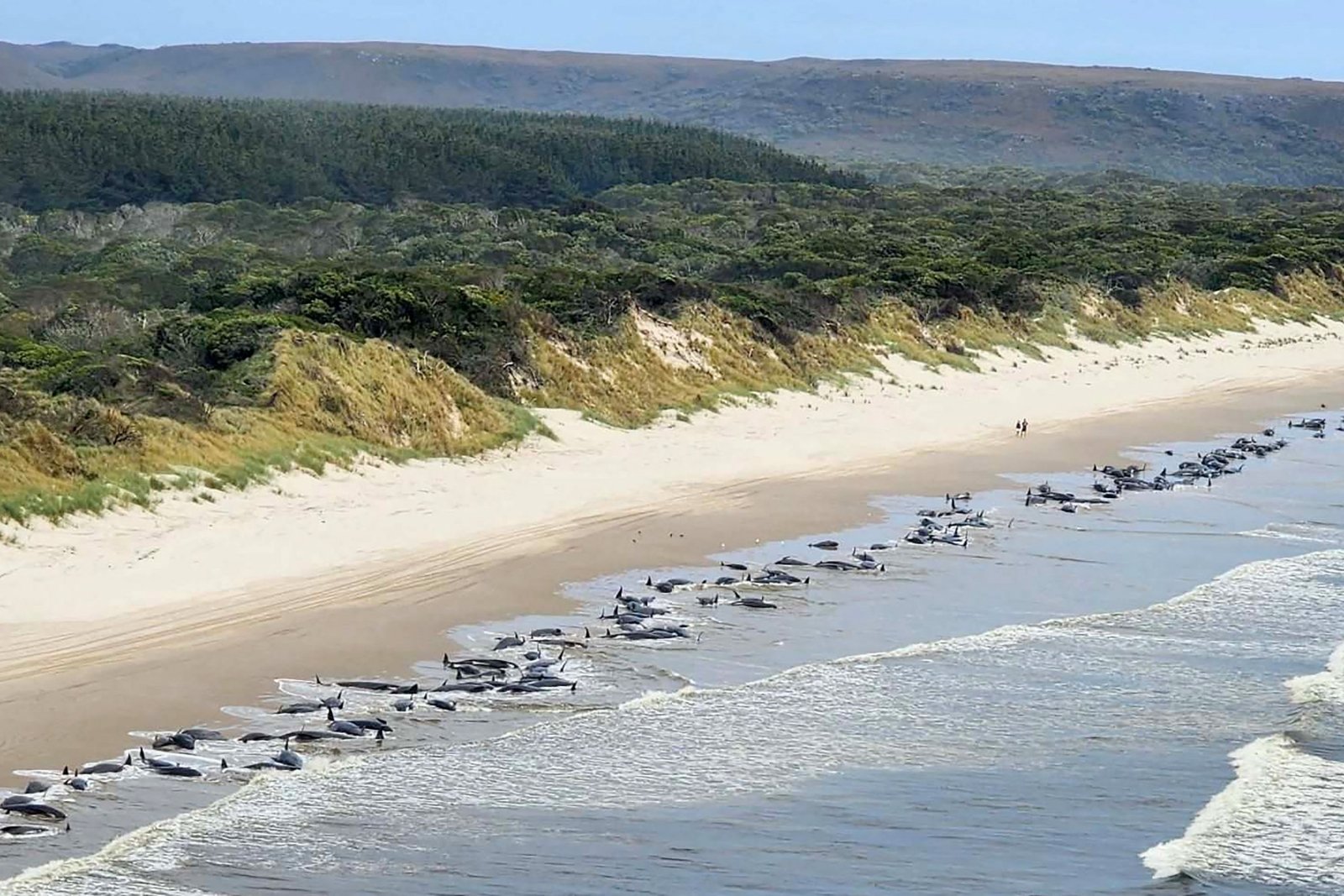 Australijos paplūdimyje žuvo beveik 200 banginių
