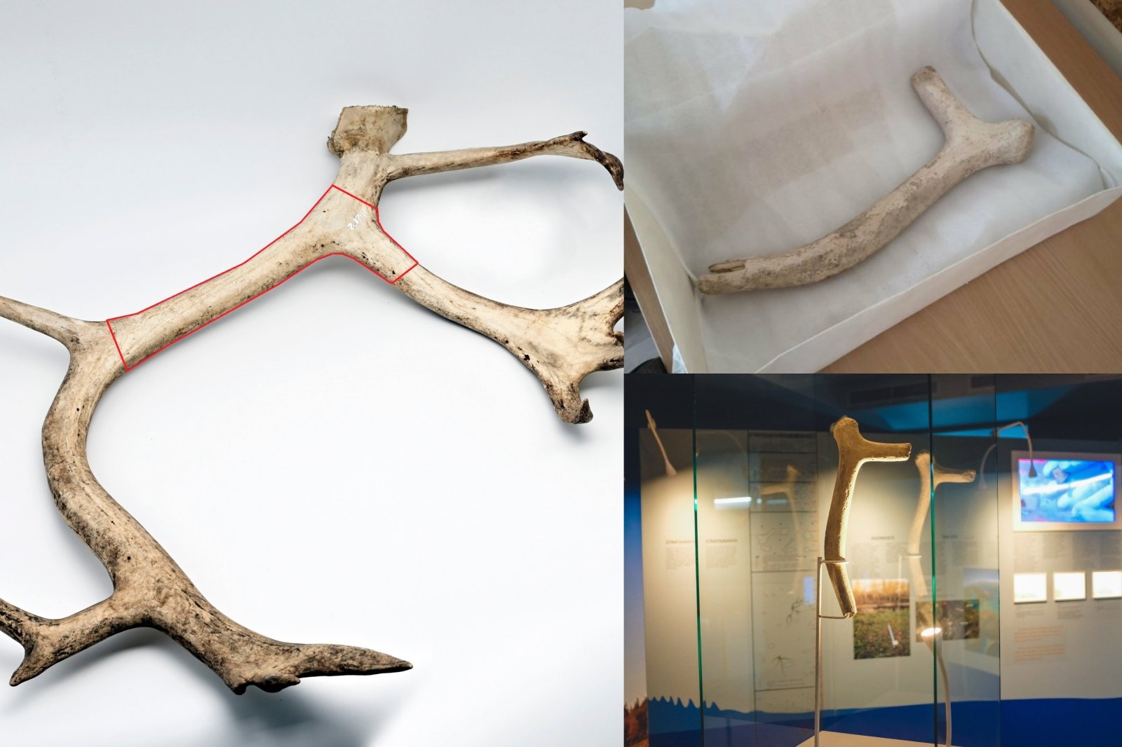 En øks laget for 13 000 år siden ble oppdaget i Biržai-distriktet – det eldste arkeologiske funnet i Litauen