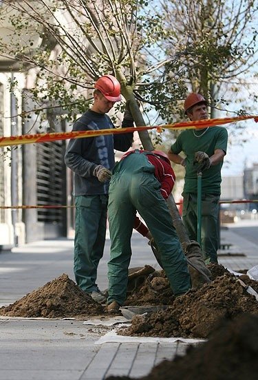 Darbininkai sodina medį Gedimino prospekte