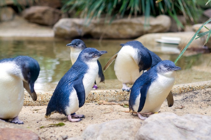 Pingvino prekybos galimybė. Nuorodos kopijavimas