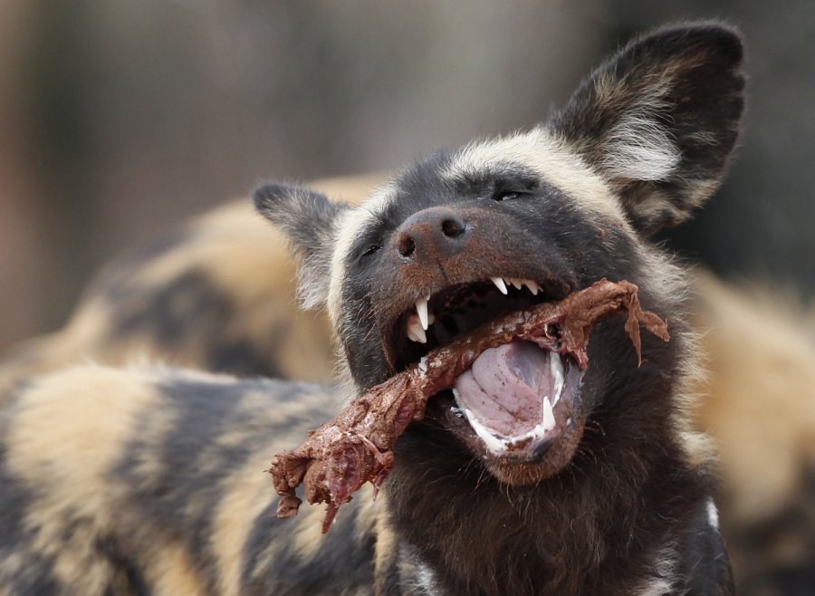 11 Afrikos Hieninių Sunų Zoologijos Sode Mirtinai Sudraskė Trimetį Delfi