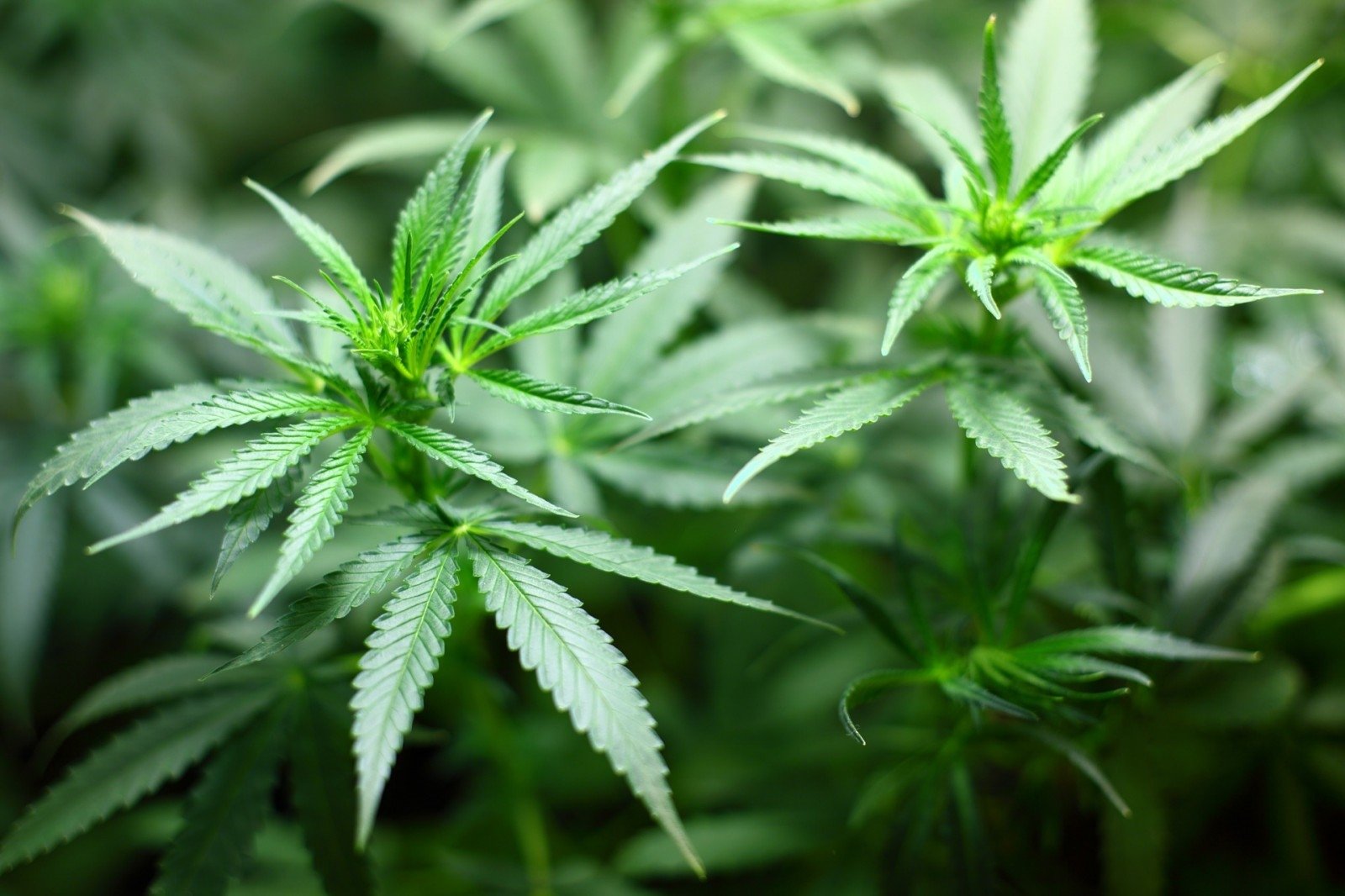 Легализовавшим марихуану тест на наркотики марихуаны полоска светлая