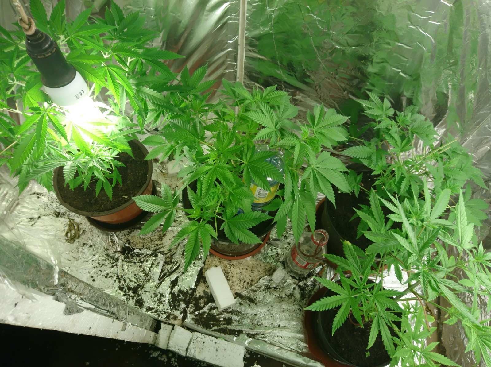 Выращивал в гараже коноплю автоцветущая марихуана и ее выращивание