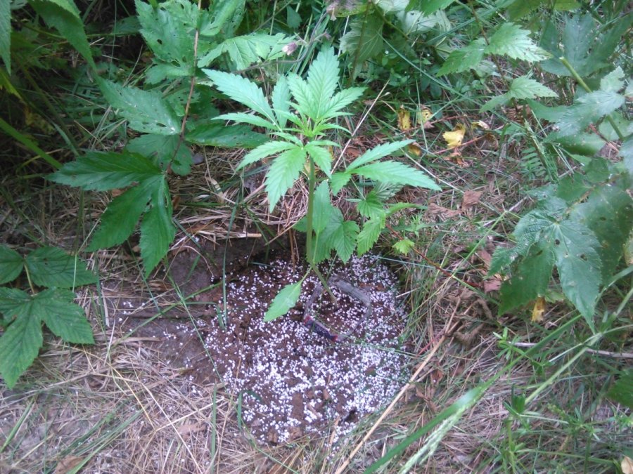 как вырастить марихуану в лесу