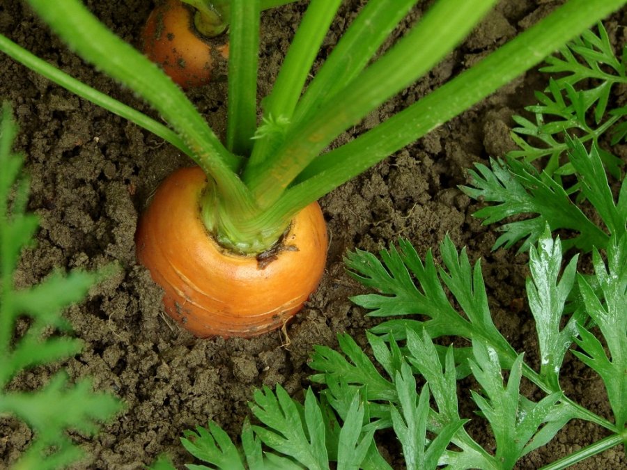 morkų ir varpos augimas