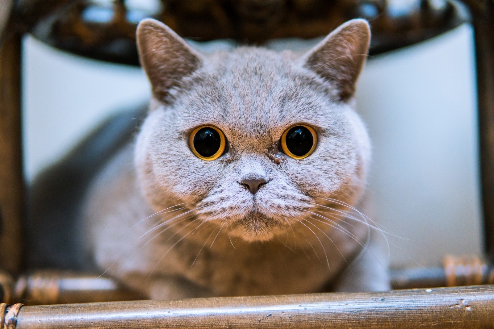Kačių veisėja: britų katės – arba tobulai tobulai blogos - Letena