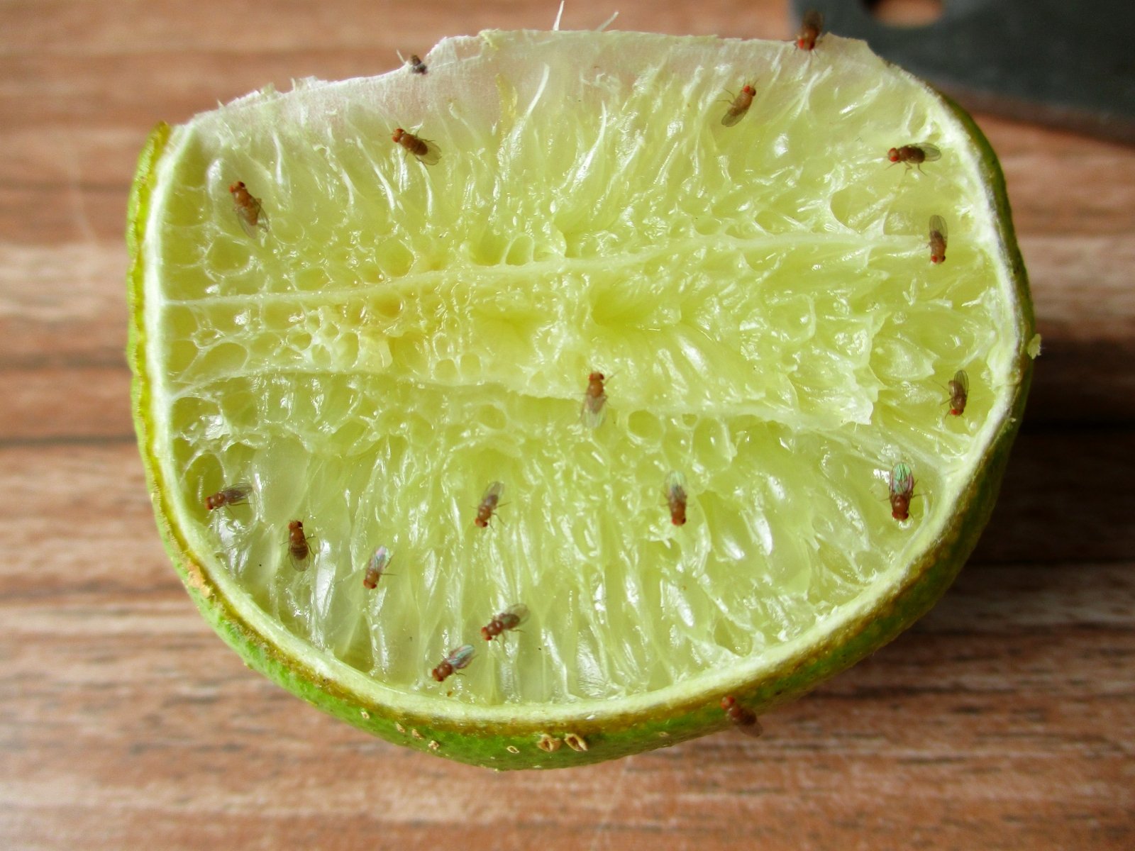 nemalon-s-sve-iai-namuose-specialistai-pataria-kaip-atsikratyti